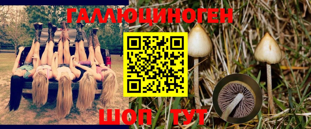 Галлюциногенные грибы Psilocybine cubensis Арзамас